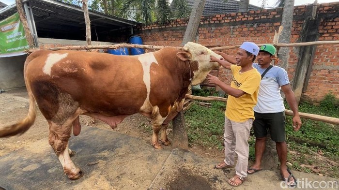 Sapi kurban Presiden Prabowo Subianto bernama Blembo milik Umar Alaydrus.
