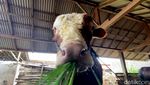 Inilah Glewo, Sapi Kurban Presiden Prabowo di Kota Blitar