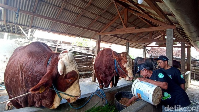 Sapi kurban sumbangan Presiden Prabowo untuk warga Blitar