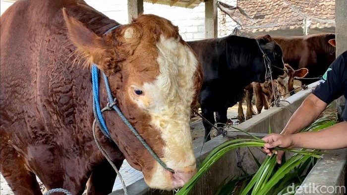 Sapi kurban sumbangan Presiden Prabowo untuk warga Blitar