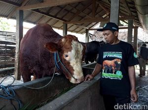 Inilah Glewo, Sapi Kurban Presiden Prabowo di Kota Blitar