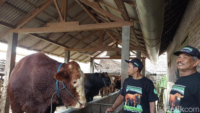 Sapi kurban sumbangan Presiden Prabowo untuk warga Blitar