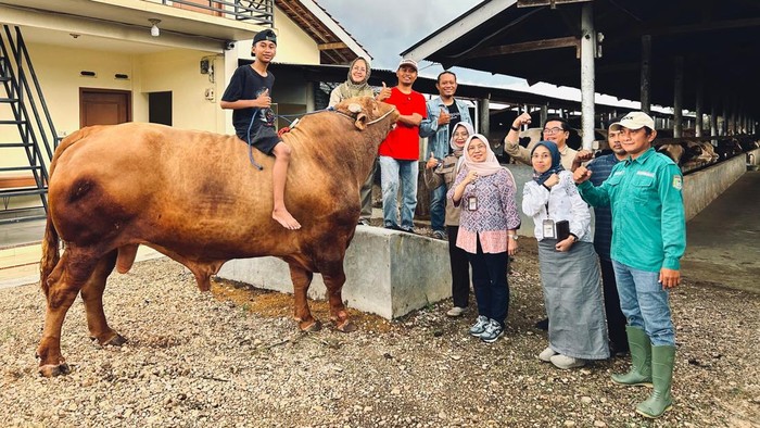 Sapi yang dikurbankan Presiden Prabowo di Lampung.