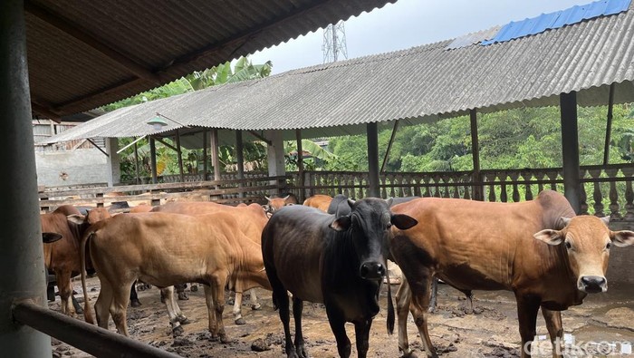 Sejumlah sapi yang ada di salah satu peternakan di Kabupaten Langkat. (Kartika Sari/detikSumut)