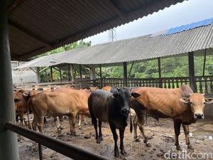 Bolehkan Kurban dengan Hewan Betina? Simak Penjelasannya