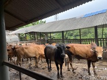 Walkot Palembang Turunkan Dokter Cek Kesehatan Hewan Kurban Jelang Idul Adha