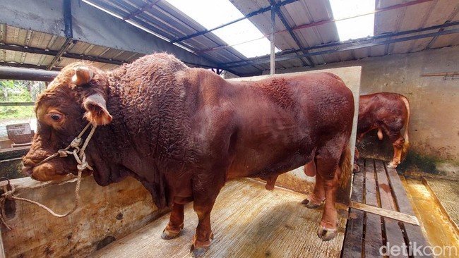 985 Sapi dari Prabowo untuk Seluruh Provinsi di RI