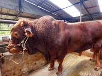 5 Fakta Sapi Limosin, Sapi Sultan Bobot 1 Ton Seharga Rp 100 Juta