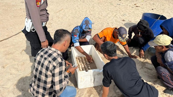 Tim SAR Satlinmas Rescue Istimewa Wilayah I Gunungkidul saat mengevakuasi ratusan telur penyu di pinggir Pantai Jungwok, Jepitu, Girisubo, Gunungkidul, Selasa (20/5/2025).