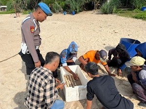 SAR Temukan Seratusan Telur Penyu di Pantai Jungwok Gunungkidul