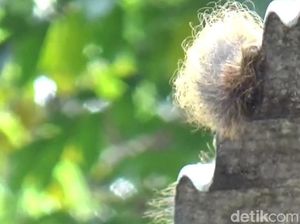 Hii...Warga Wado Sumedang Diteror Ulat Bulu
