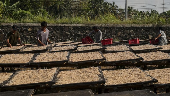 Upaya meningkatkan serapan udang nasional Pekerja memindahkan udang rebon kering di rumah produksi Doa Ibu, Panimbang, Kabupaten Pandeglang, Banten, Selasa (20/5/2025). Kementerian Kelautan dan Perikanan (KKP) berupaya meningkatkan serapan udang nasional melalui kampanye gerakan memasyarakatkan makan ikan (Gemarikan), di mana udang tidak hanya sebagai komoditas ekspor unggulan tetapi sumber protein berkualitas tinggi yang dapat dikonsumsi sehari-hari oleh masyarakat Indonesia. ANTARA FOTO/Angga Budhiyanto/rwa.