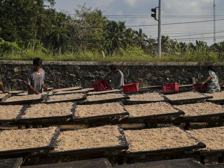 Geliat Rumah Produksi Udang Rebon di Pandeglang