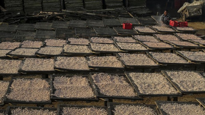 Upaya meningkatkan serapan udang nasional Pekerja memindahkan udang rebon kering di rumah produksi Doa Ibu, Panimbang, Kabupaten Pandeglang, Banten, Selasa (20/5/2025). Kementerian Kelautan dan Perikanan (KKP) berupaya meningkatkan serapan udang nasional melalui kampanye gerakan memasyarakatkan makan ikan (Gemarikan), di mana udang tidak hanya sebagai komoditas ekspor unggulan tetapi sumber protein berkualitas tinggi yang dapat dikonsumsi sehari-hari oleh masyarakat Indonesia. ANTARA FOTO/Angga Budhiyanto/rwa.