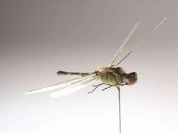 Alat Mata-mata CIA, Bentuknya Konyol Dikira Properti Film