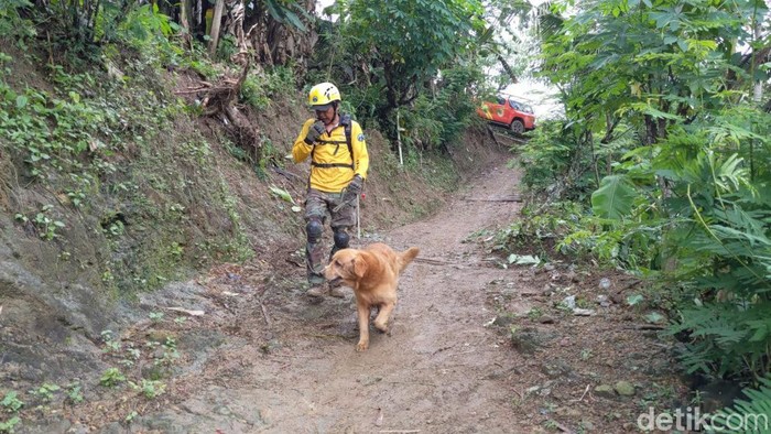 Anjing pelacak dikerahkan cari korban longsor Trenggalek