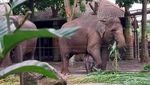 Anak Gajah Sumatera Lahir di Batu Secret Zoo