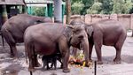 Anak Gajah Sumatera Lahir di Batu Secret Zoo
