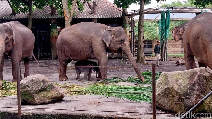 Bayi Gajah di Jatim Park 2 Kota Batu Bayi Gajah di Jatim Park 2 Kota Batu