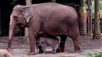 3 Objek Wisata Dituding Eksploitasi Gajah, BKSDA Bilang Apa?