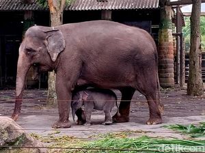3 Objek Wisata Dituding Eksploitasi Gajah, BKSDA Bilang Apa?