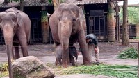 Induk gajah Nazumi telah mengandung bayinya selama 18-22 bulan,