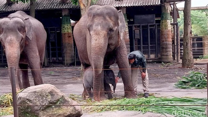 Bayi Gajah di Jatim Park 2 Kota Batu