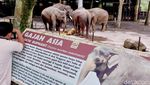 Anak Gajah Sumatera Lahir di Batu Secret Zoo