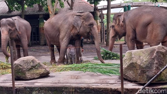 Bayi gajah sumatera yang lahir di Batu Secret Zoo
