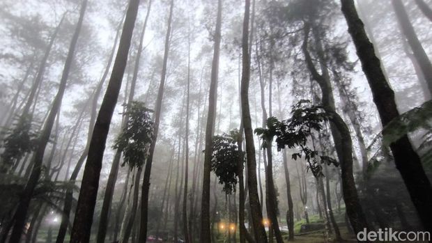 Bumi Perkemahan Palutungan, Kuningan.