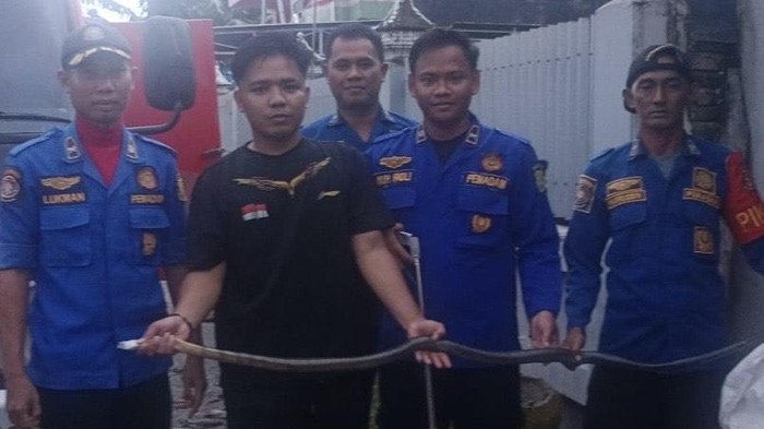 Damkar Sidrap, Sulawesi Selatan (Sulsel), mengevakuasi ular king kobra dari rumah warga.