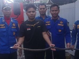 Geger Ular King Cobra 1,6 Meter Masuk Toilet Rumah Warga di Sidrap