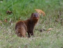 Garangan Itu Hewan Apa? Ini Nama Lain dan Fakta Ilmiahnya yang Menarik