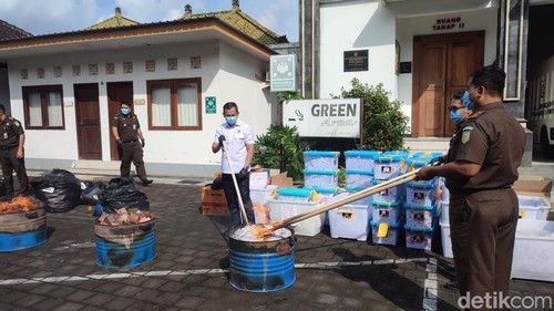 Kejari Denpasar memusnahkan barang bukti hasil kejahatan yang sudah berkekuatan tetap, Rabu (21/5/2025). (Ahmad Firizqi Irwan/detikBali)