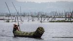 Harga Eceng Gondok di Rawa Pening Naik