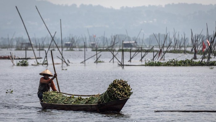 Kenaikan harga Eceng gondok Danau Rawa Pening untuk kerajinan Warga menyortir batang tanaman eceng gondok (Eichhornia crassipes) yang dikumpulkan dari Danau Rawa Pening untuk bahan baku kerajinan berkualitas ekspor di Banyubiru, Kabupaten Semarang, Jawa Tengah, Rabu (21/5/2025). Warga mengaku penjualan batang eceng gondok dengan pemasaran ke wilayah Jateng, DI Yogyakarta, dan Jawa Barat mengalami kenaikan harga dari Rp11.500 menjadi Rp15.000 per ikat (50 kilogram) untuk eceng gondok basah dan Rp6 ribu menjadi Rp9 ribu per kilogram untuk eceng gondok kering akibat kelangkaan yang disebabkan intensitas hujan yang tinggi sehingga menghambat proses pengeringan, serta adanya normalisasi Danau Rawa Pening untuk mengurangi tanaman gulma tersebut. ANTARA FOTO/Aji Styawan/bar