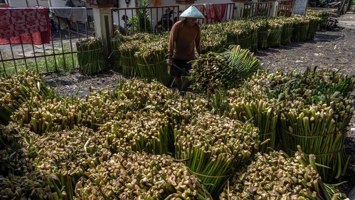 Kenaikan harga Eceng gondok Danau Rawa Pening untuk kerajinan Warga menyortir batang tanaman eceng gondok (Eichhornia crassipes) yang dikumpulkan dari Danau Rawa Pening untuk bahan baku kerajinan berkualitas ekspor di Banyubiru, Kabupaten Semarang, Jawa Tengah, Rabu (21/5/2025). Warga mengaku penjualan batang eceng gondok dengan pemasaran ke wilayah Jateng, DI Yogyakarta, dan Jawa Barat mengalami kenaikan harga dari Rp11.500 menjadi Rp15.000 per ikat (50 kilogram) untuk eceng gondok basah dan Rp6 ribu menjadi Rp9 ribu per kilogram untuk eceng gondok kering akibat kelangkaan yang disebabkan intensitas hujan yang tinggi sehingga menghambat proses pengeringan, serta adanya normalisasi Danau Rawa Pening untuk mengurangi tanaman gulma tersebut. ANTARA FOTO/Aji Styawan/bar