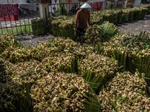 Harga Eceng Gondok di Rawa Pening Naik