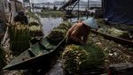 Harga Eceng Gondok di Rawa Pening Naik