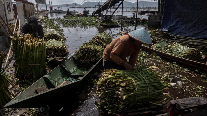 Warga menyortir batang tanaman eceng gondok (Eichhornia crassipes) yang dikumpulkan dari Danau Rawa Pening untuk bahan baku kerajinan berkualitas ekspor di Banyubiru, Kabupaten Semarang, Jawa Tengah, Rabu (21/5/2025). Warga mengaku penjualan batang eceng gondok dengan pemasaran ke wilayah Jateng, DI Yogyakarta, dan Jawa Barat mengalami kenaikan harga dari Rp11.500 menjadi Rp15.000 per ikat (50 kilogram) untuk eceng gondok basah dan Rp6 ribu menjadi Rp9 ribu per kilogram untuk eceng gondok kering akibat kelangkaan yang disebabkan intensitas hujan yang tinggi sehingga menghambat proses pengeringan, serta adanya normalisasi Danau Rawa Pening untuk mengurangi tanaman gulma tersebut. ANTARA FOTO/Aji Styawan/bar