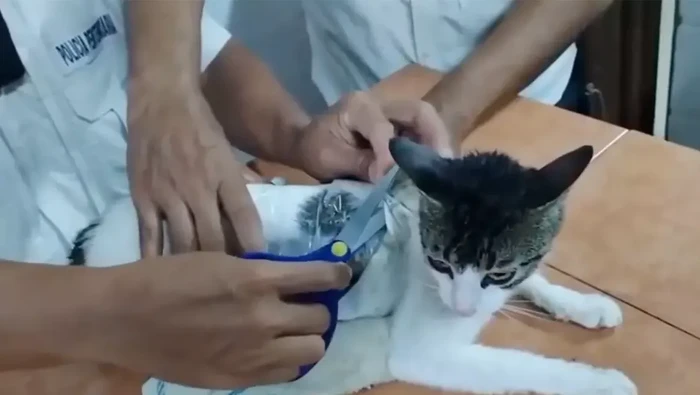 kucing