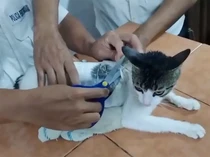 Terlalu! Kucing Dijadikan Kurir Narkoba