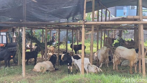 Lapak hewan kurban mulai bermunculan di Jalan Gajah Mada, Jempong, Sekarbela, Kota Mataram, Rabu (21/5/2025). (Nathea Citra/detikBali)