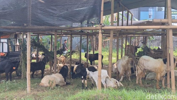 Lapak hewan kurban mulai bermunculan di Jalan Gajah Mada, Jempong, Sekarbela, Kota Mataram, Rabu (21/5/2025). (Nathea Citra/detikBali)