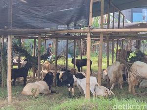 Dua Pekan Jelang Idul Adha, Lapak Hewan Kurban Mulai Bermunculan di Mataram