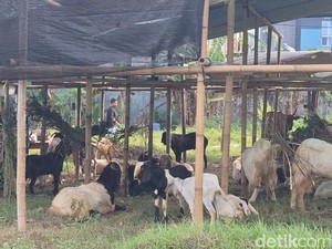 Dua Pekan Jelang Idul Adha, Lapak Hewan Kurban Mulai Bermunculan di Mataram