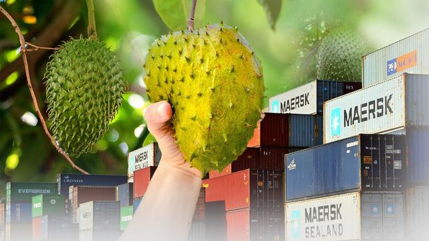 Malaysia Rajin Borong Buah Asam Manis dari RI, Begini Penjualannya