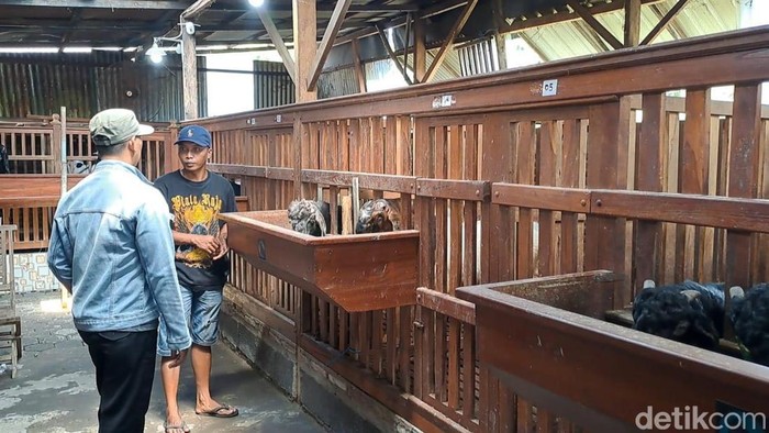 Menengok Salon Kambing di Jombang