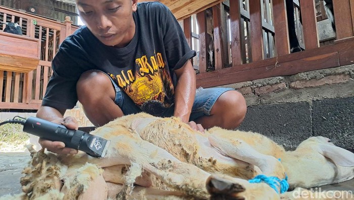 Menengok Salon Kambing di Jombang Menengok Salon Kambing di Jombang