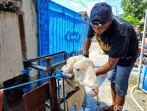 Menengok Salon Kambing Gratis di Jombang